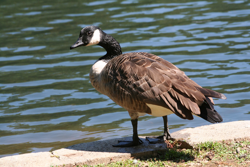 IMAGE: http://typelogic.com/photos/goose-glare-web.jpg