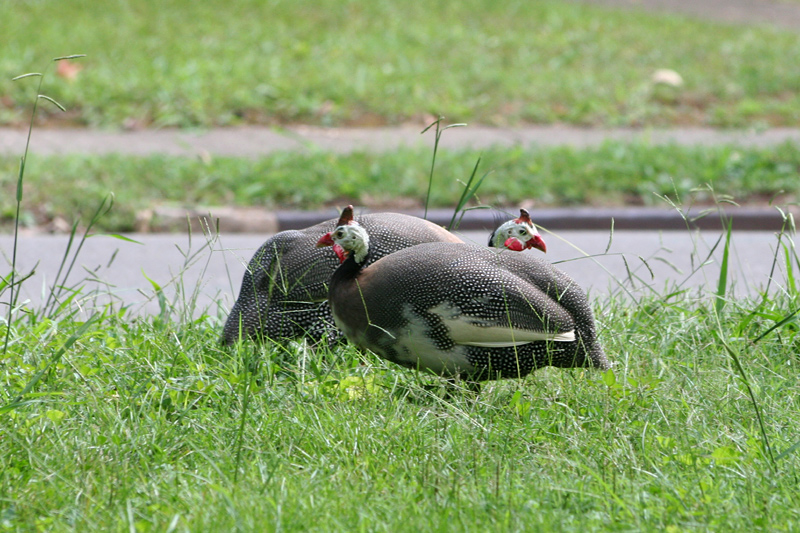 IMAGE: http://typelogic.com/photos/peahens-web.jpg