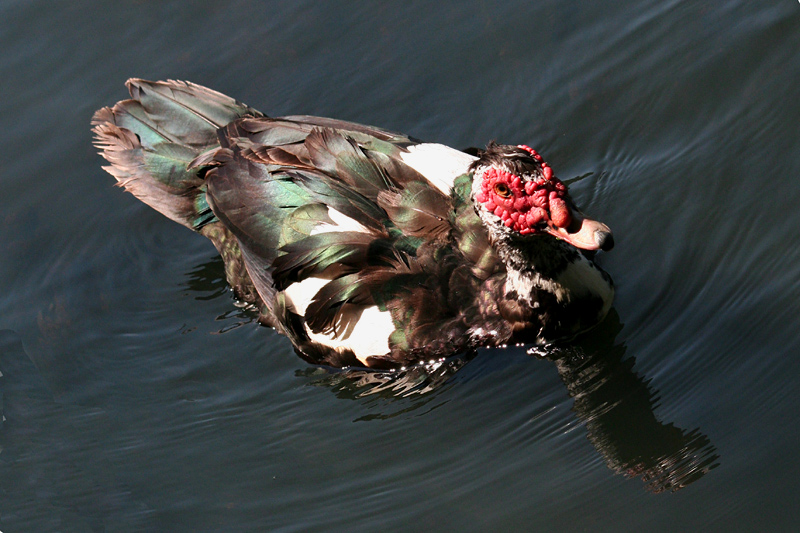 IMAGE: http://typelogic.com/photos/ugly-duck-sm.jpg