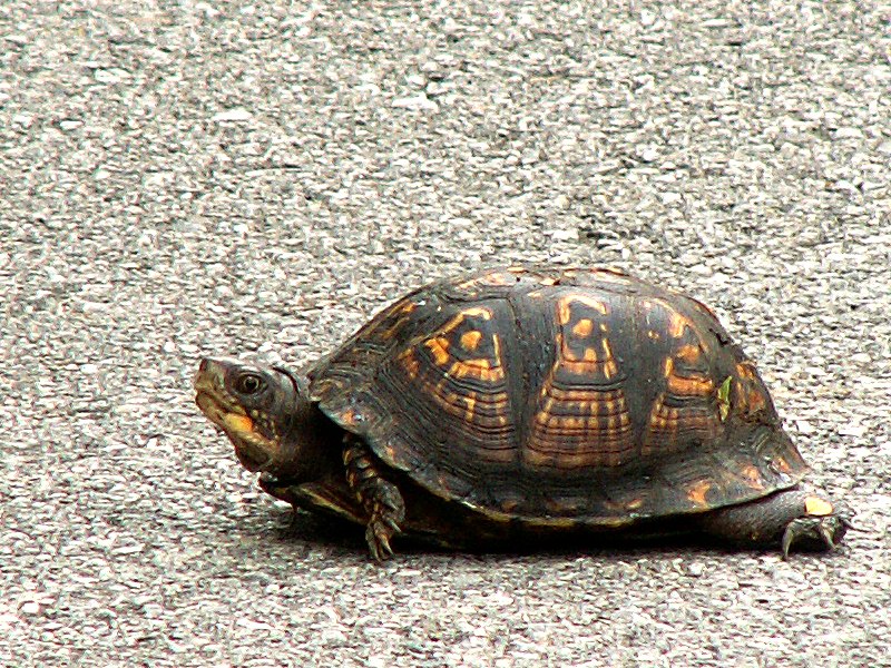 Eastern Box Turtle -- Wildlife in photography-on-the.net forums