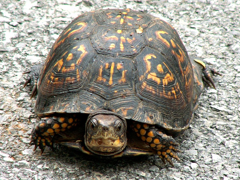 Eastern Box Turtle -- Wildlife in photography-on-the.net forums