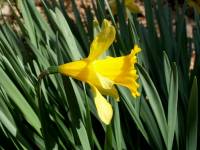 41-daffodil